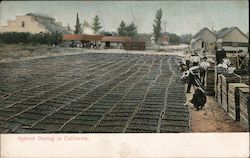 Apricot Drying in California Postcard