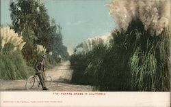 Pampas Grass in California Postcard