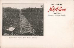 Sun Curing Not-A-Seed Raisin Grapes California Postcard Postcard Postcard