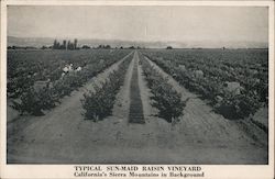 Typical Sun-Maid Raisin Vineyard Kingsburg, CA Postcard Postcard Postcard