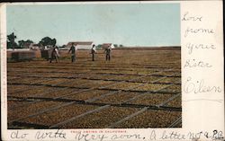 Fruit Drying in California Postcard Postcard Postcard