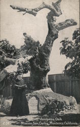 Juniper Oak Mission San Carlos Postcard