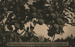 Monterey County Apple Growers Annually Harvest a $1,500,000 Crop California Postcard Postcard Postcard