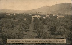 Pajaro Valley, The Largest Apple-Producing Section in the World Postcard