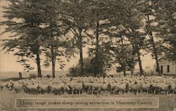 Cheap Range Makes Sheep Raising Attractive Monterey, CA Postcard Postcard Postcard