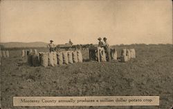 Monterey Country Annually Produces a Million Dollar Potato Crop California Postcard Postcard Postcard