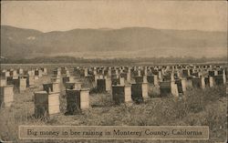 Big Money in Bee Raising In Monterey County California Postcard Postcard Postcard