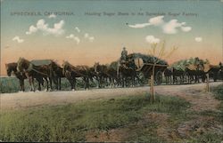 Hauling Sugar Beets to the Spreckels Sugar Factory California Postcard Postcard Postcard