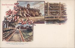 Flower beds - Sutro Heights Postcard