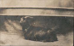 USS California Mascot a Goat Great White Fleet Postcard Postcard Postcard