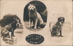 Mascots of the U.S.S. Kansas Postcard