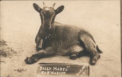 Goat Billy Mabel. Co. C Mascot Great White Fleet Postcard Postcard Postcard