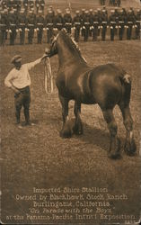 Imported Shire Stallion Owned by Blackhawk Stock Ranch, Burlingham, California. "On Parade with the Boys" 1915 Panama-Pacific Ex Postcard