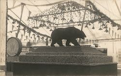 Black Bear Exhibit, Apple Show Postcard