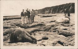 Beached Bottlenose Whales, 1925 Santa Cruz, CA Postcard Postcard Postcard