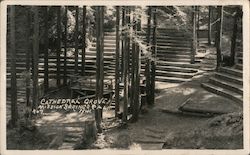 Cathedral Grove,Mission Springs Camp California Postcard Postcard Postcard