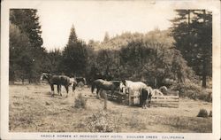 Saddle Horses at Redwood Rest Hotel Boulder Creek, CA Postcard Postcard Postcard