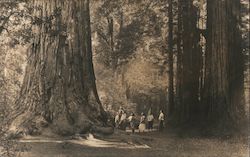 Big Trees Santa Cruz California Postcard Postcard Postcard