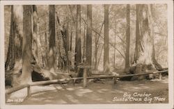 Big Crater, Santa Cruz Big Trees Postcard