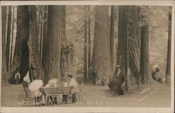 A Woman Sitting at a Table in the Forest Santa Cruz, CA Postcard Postcard Postcard