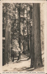 Big Trees on Highway Santa Cruz, CA Postcard Postcard Postcard