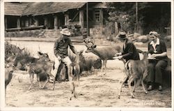 People Feeding Deer in Big Basin Park Postcard