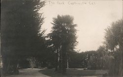 The Park Castroville, CA Postcard Postcard Postcard