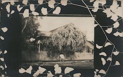 Artistic Vignette, Vine Covered House Postcard