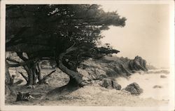 Cypress Trees on Shore, Asilomar Pacific Grove, CA Postcard Postcard Postcard