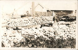 11000 Sea Urchin Shells Caught in Monterey Bay California Postcard Postcard Postcard