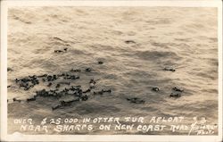 Over $25,000 in otter fur afloat near sharps on New Coast Road Postcard