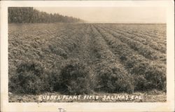 Rubber Plant Field Salinas, CA Postcard Postcard Postcard