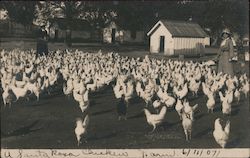 Chicken Farm Postcard