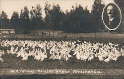 W.R. Thomas' Poultry Ranch Postcard