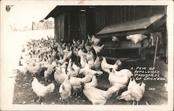 A Few of Petaluma's Thousands of Chickens Postcard