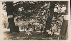 Scene in Oak Hill Park Petaluma, CA Postcard Postcard Postcard