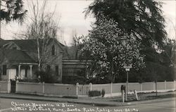 Chinese Magnolia in Bloom, Luther Burbank Home Santa Rosa, CA Postcard Postcard Postcard