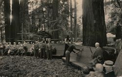 Men Using Axes at Bohemian Grove Postcard