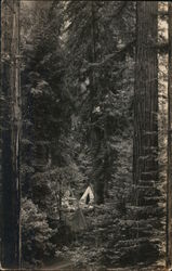 Camping,Bohemian Grove Postcard