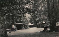 Bohemian Grove Monte Rio, CA Postcard Postcard Postcard