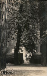 Bohemian Grove Monte Rio, CA Postcard Postcard Postcard