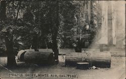 Bohemian Grove Monte Rio, CA Postcard Postcard Postcard