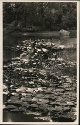 Bohemian Grove Lilly Pads Postcard