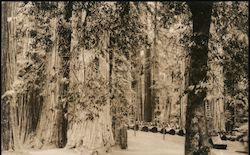 Bohemian Grove Trees Monte Rio, CA Gabriel Moulin Postcard Postcard Postcard