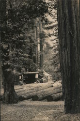 California Redwoods Bohemian Club Monte Rio, CA Postcard Postcard Postcard