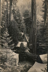 California Redwoods - Bohemian Club Monte Rio, CA Postcard Postcard Postcard