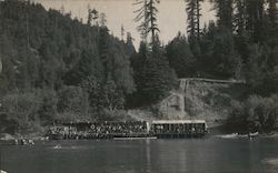 Bohemian Grove Monte Rio, CA Postcard Postcard Postcard