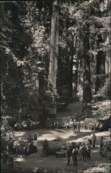 Bohemian Grove Monte Rio, CA Postcard Postcard Postcard