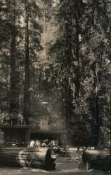 Bohemian Grove Club Monte Rio, CA Postcard Postcard Postcard