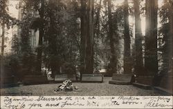 An Open Camp Fire Bohemian Grove Postcard